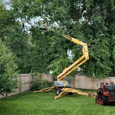 How Our Tree Care Process Works  in  Antioch, CA